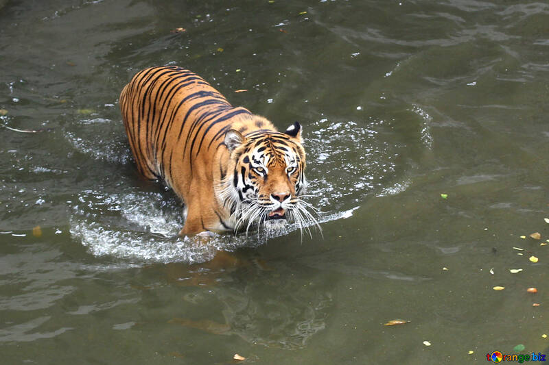 Water tiger №45649