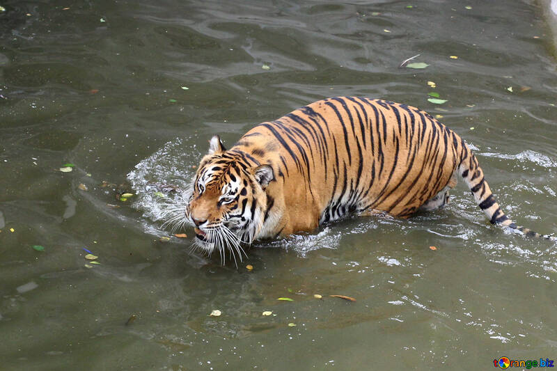 tigre água №45656