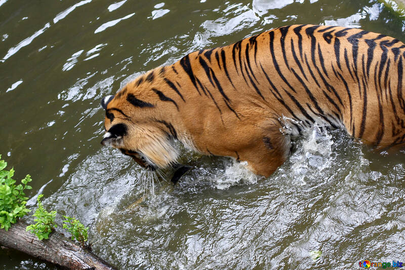 Tiger dans l`eau №45689