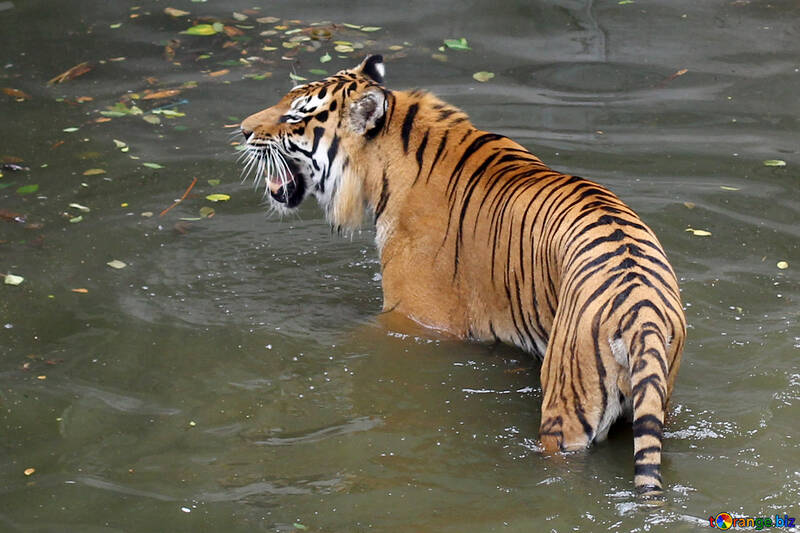 Tiger in the water №45707