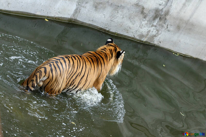 Tiger in the water №45716