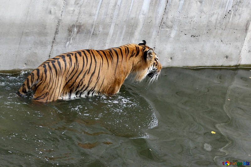 Tiger in the water №45717
