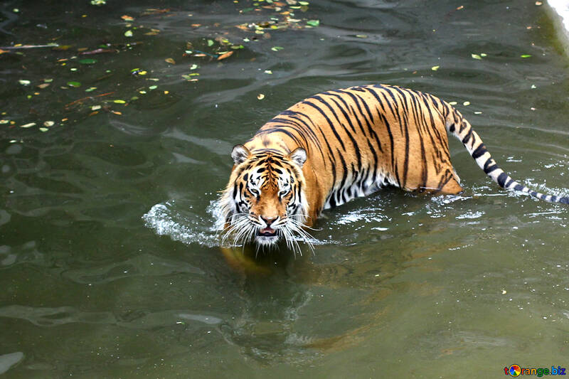 Водяний тигр №45723