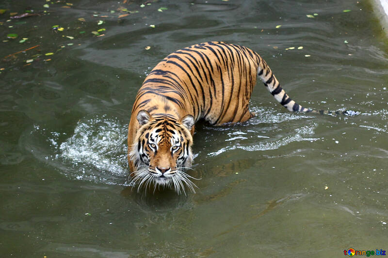Water tiger №45725