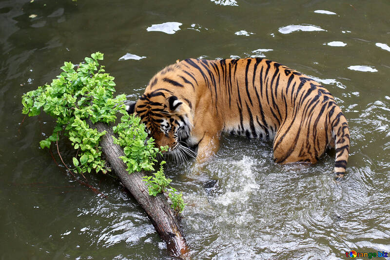Тигр грає у воді №45677