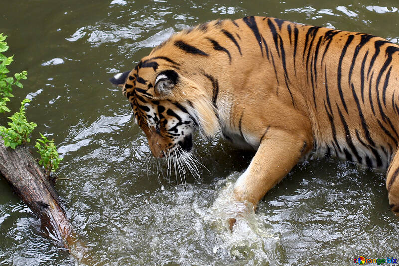 Тигр грає у воді №45682