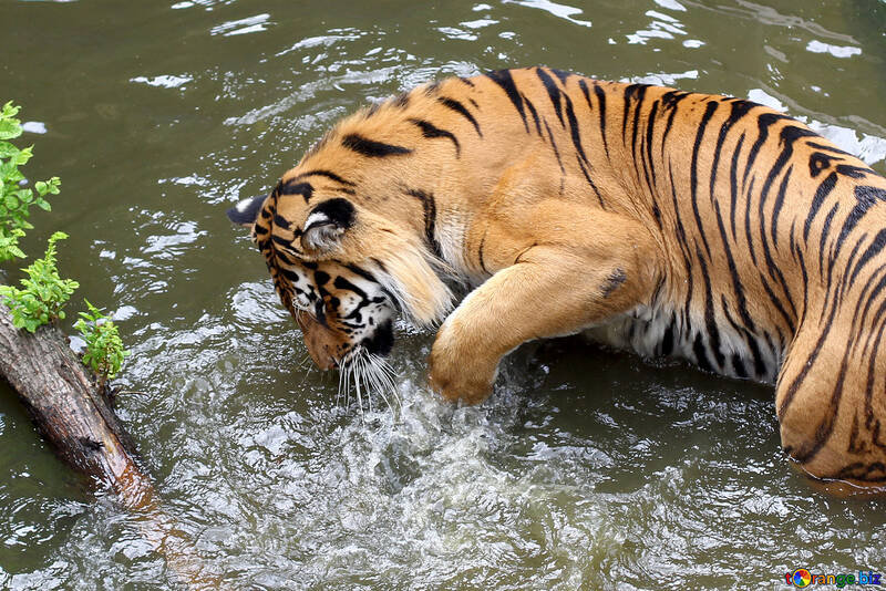Тигр грає у воді №45683