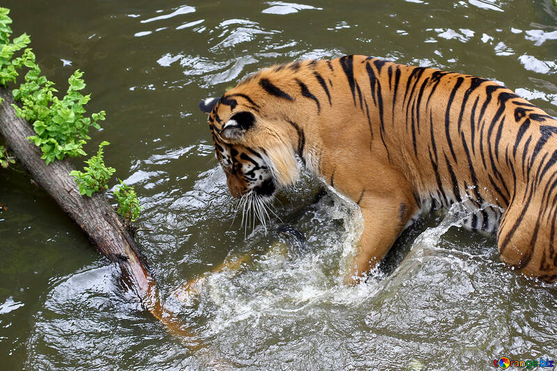 Тигр грає у воді №45685