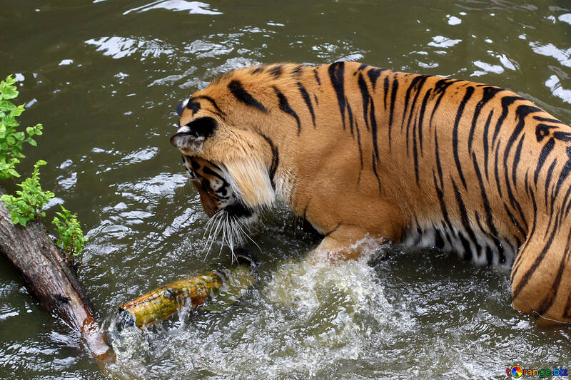 Tiger playing in the water №45686