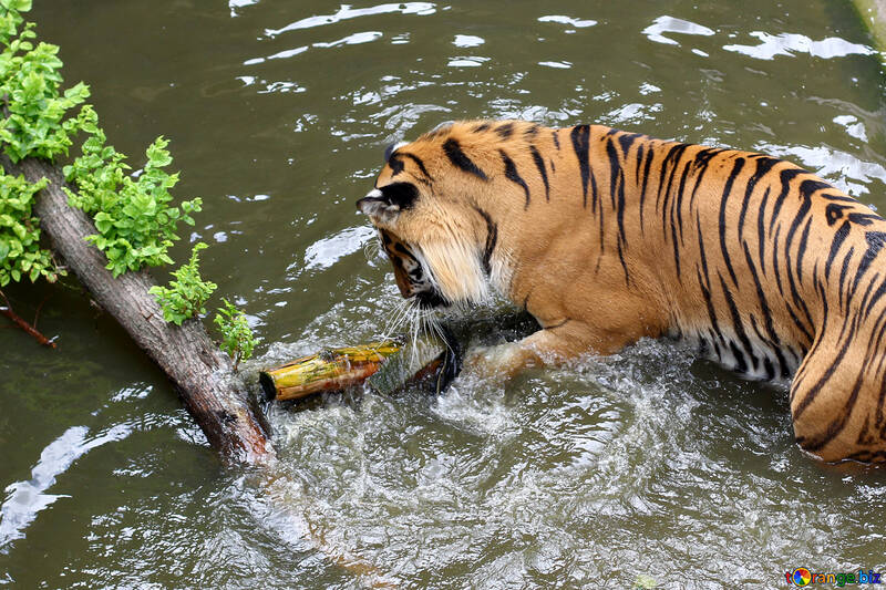 Tiger playing in the water №45687