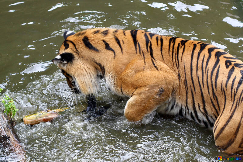 Тигр грає у воді №45688