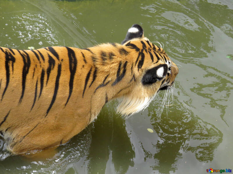 Tigre descansando en el agua №45018
