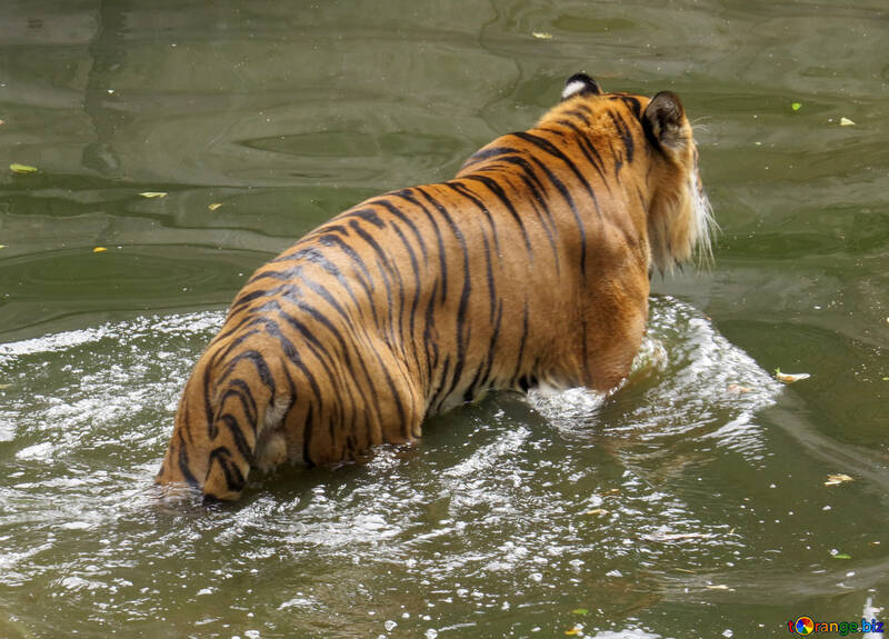 Tiger resting in water №45021