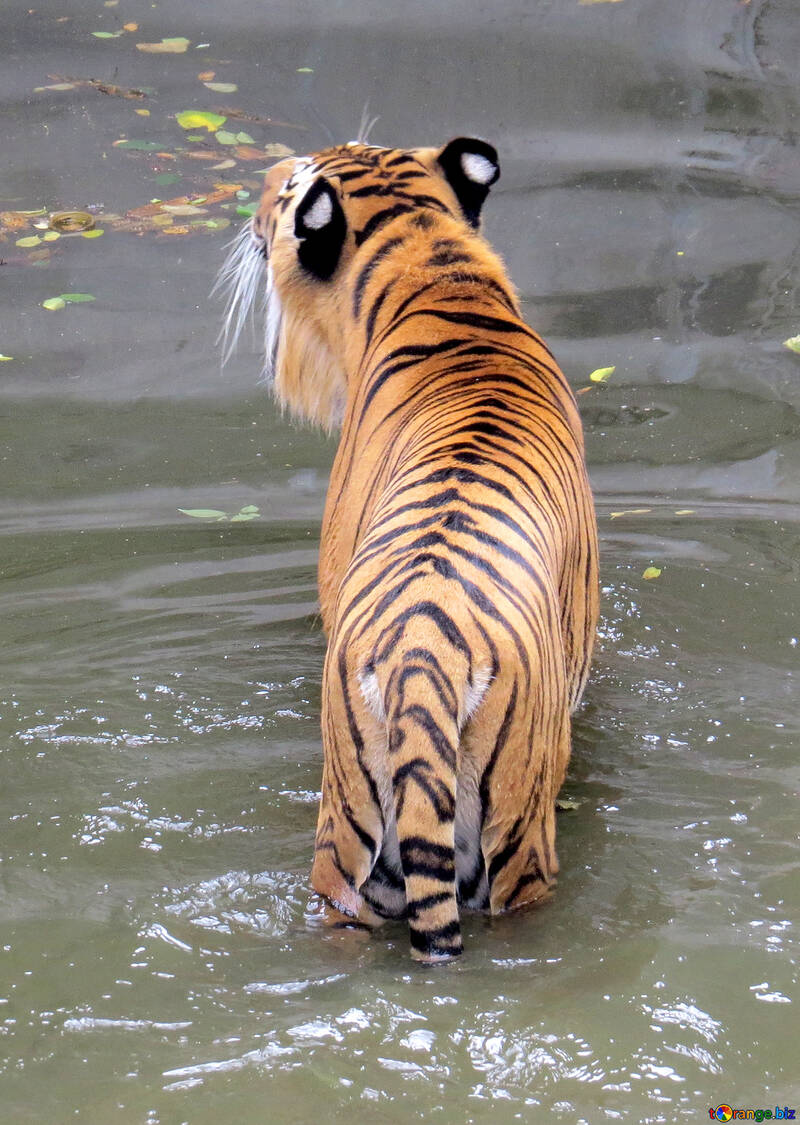 Tigre descansando en el agua №45023