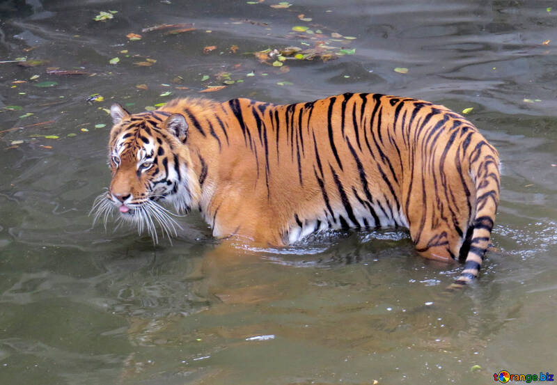 Tigre descansando en el agua №45024