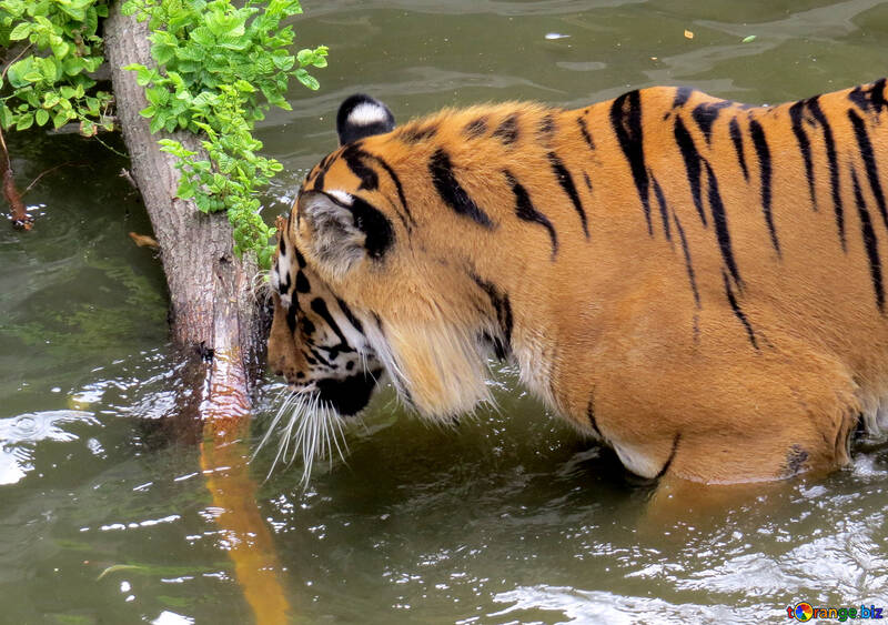 Tigre descansando en el agua №45025