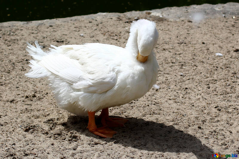 White goose №45896