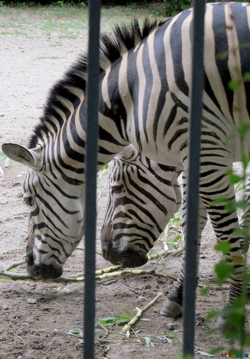 Зебри в зоопарку №45097