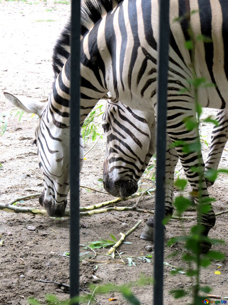 Zebras in zoo №45098