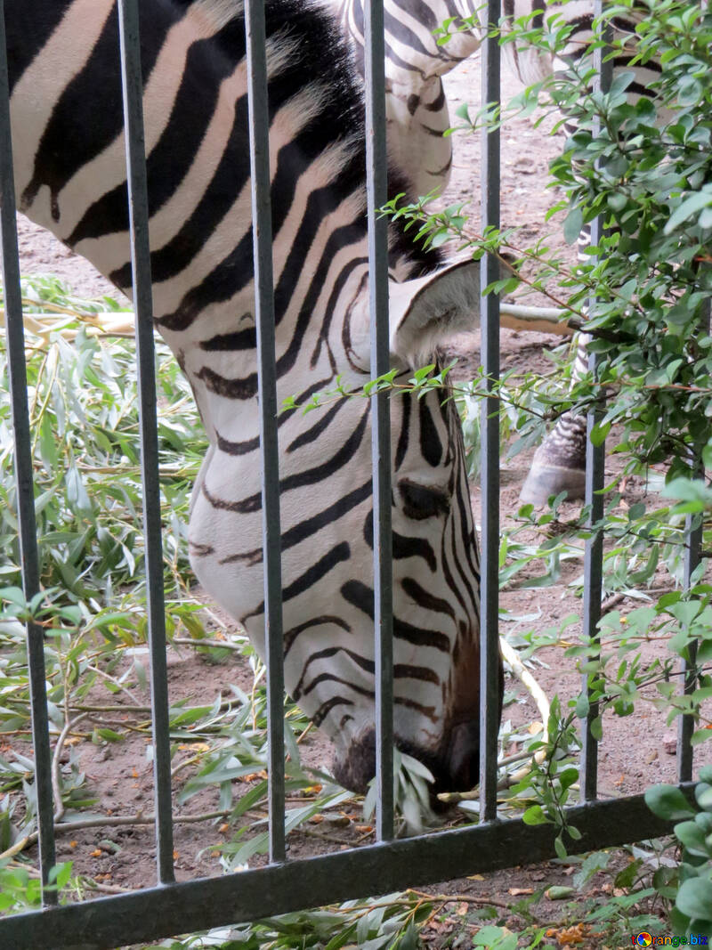 Zebras in zoo №45106