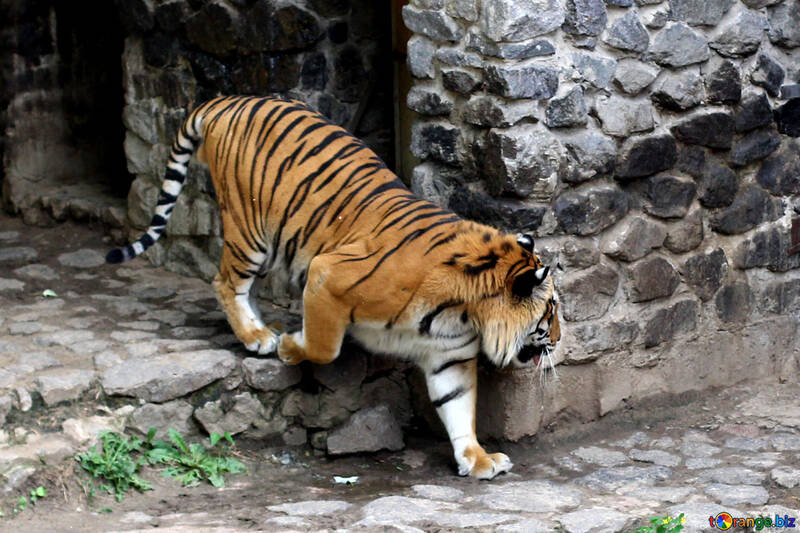 Тигр в зоопарку №45757