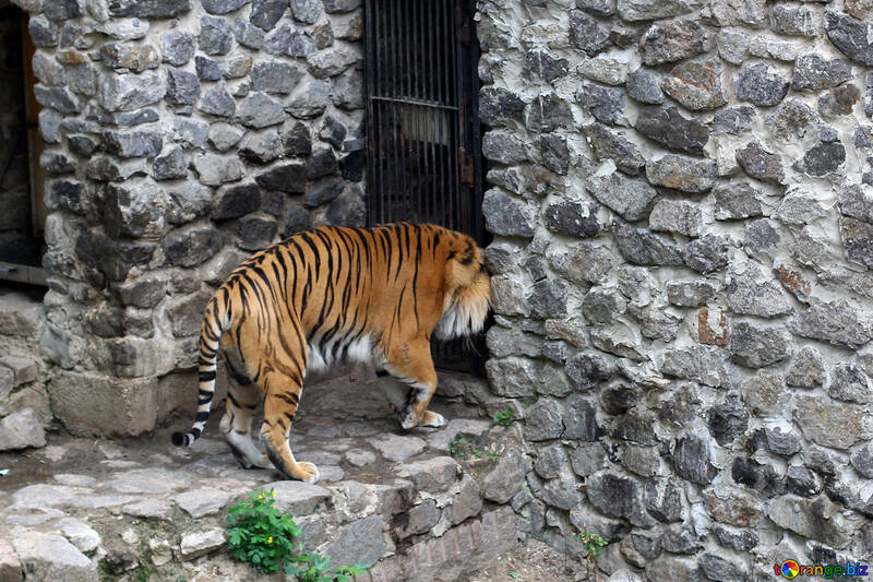 Тигр в зоопарку №45758