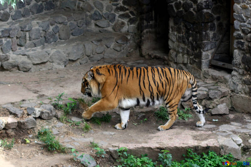 Tiger at the zoo №45760