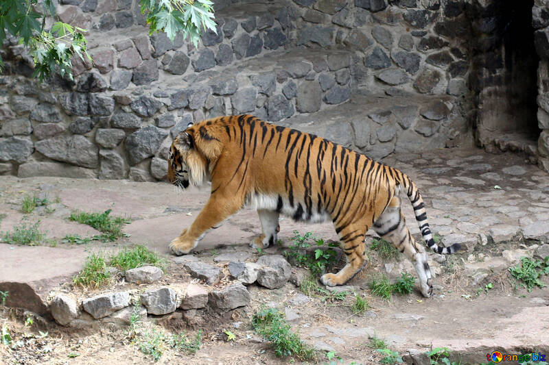 Tiger at the zoo №45761