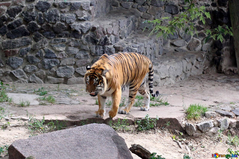 Tiger at the zoo №45773