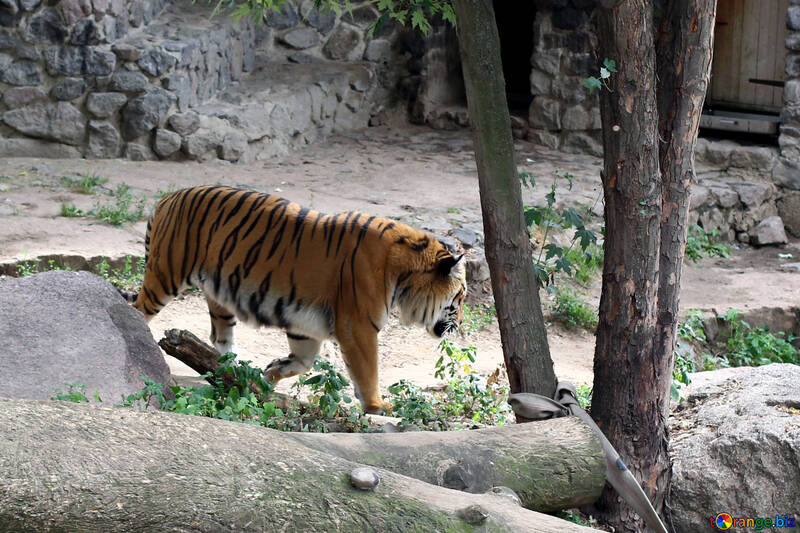 Тигр в зоопарку №45774