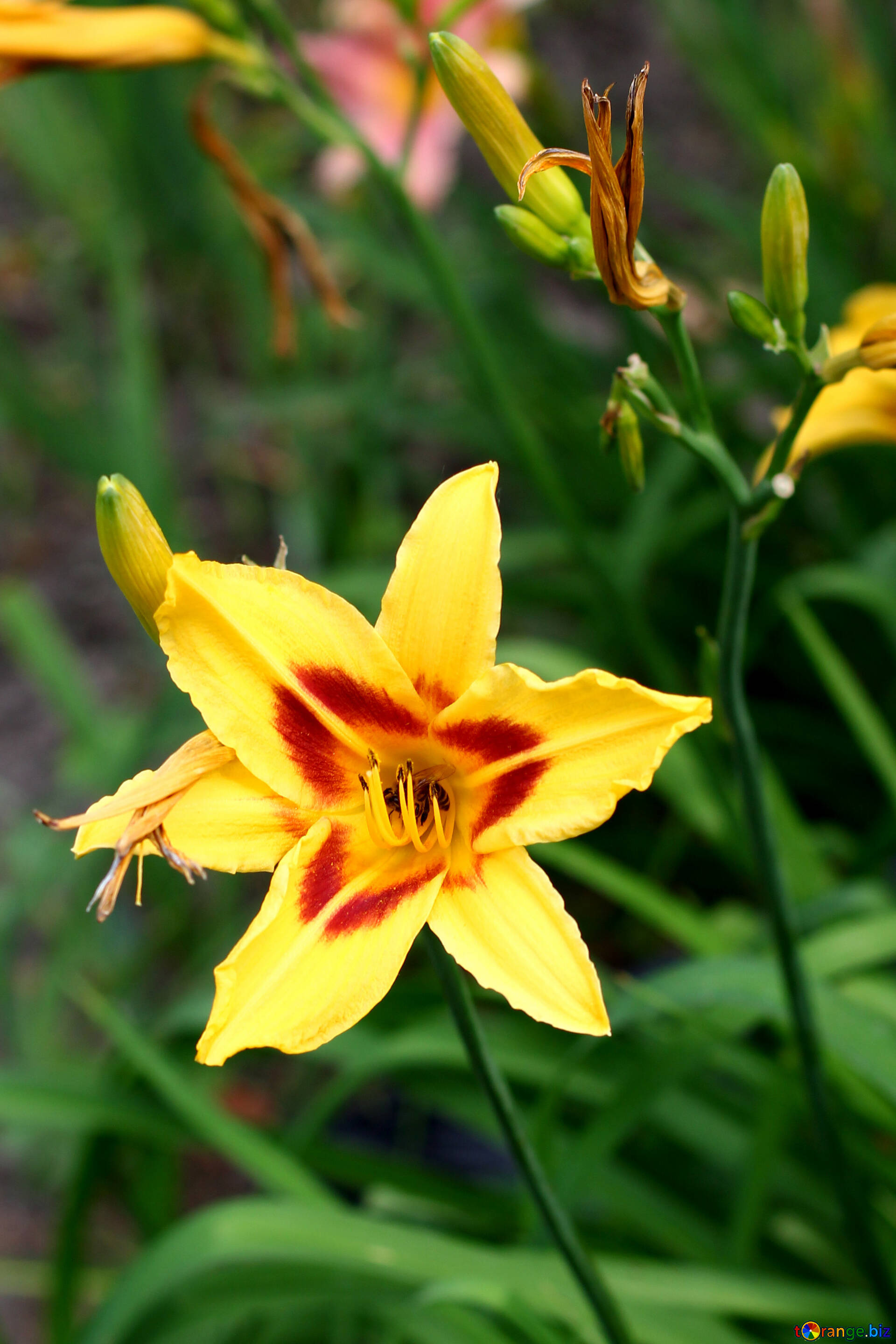 黄色のユリ 無料の写真 黄色のユリの花 無料の写真 夏 Torange Biz