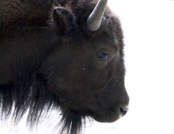 The head of a bison №46097