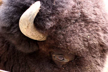 The head of a bison №46098