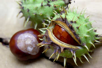 Beautiful fruits horse chestnut №46403
