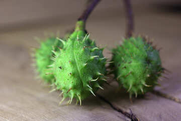 Horse chestnut green prickly fruit №46482