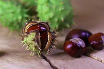 Horse chestnut green prickly fruit №46487