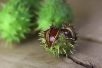 Horse chestnut green prickly fruit №46486