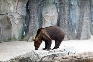 Ведмідь №46058