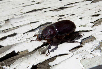 Rhinocéros Beetle №46607