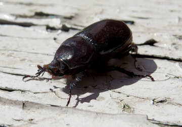 Rhinoceros beetle №46610