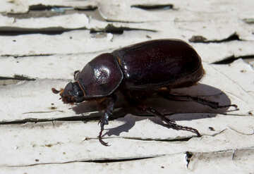 Rhinoceros beetle №46611