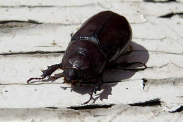 Rhinoceros beetle №46612