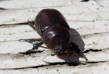 Rhinoceros beetle №46613
