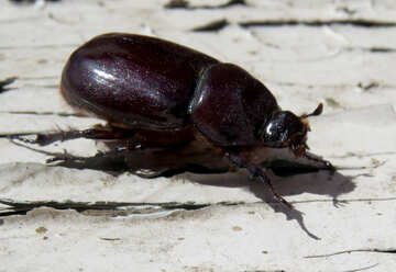 Rhinoceros beetle №46614