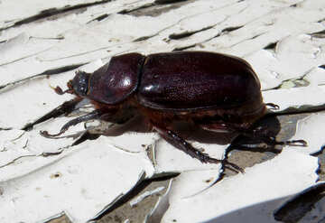 Rhinoceros beetle №46608