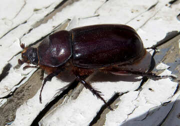 Rhinoceros beetle №46609