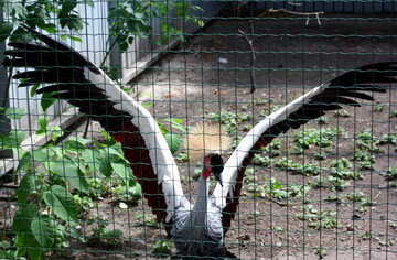 Crowned crane №46011