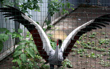 Crowned crane №46013