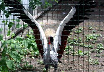 Crowned crane №46010