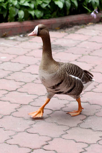 Wild goose №46148